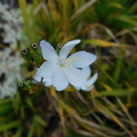 Orthrosanthus laxus